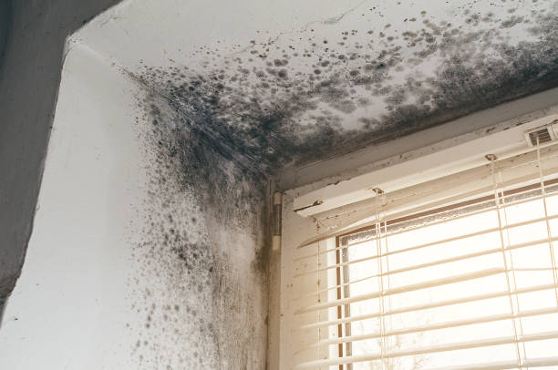 Affordable Mold Remediation solutions in Derwood, MD